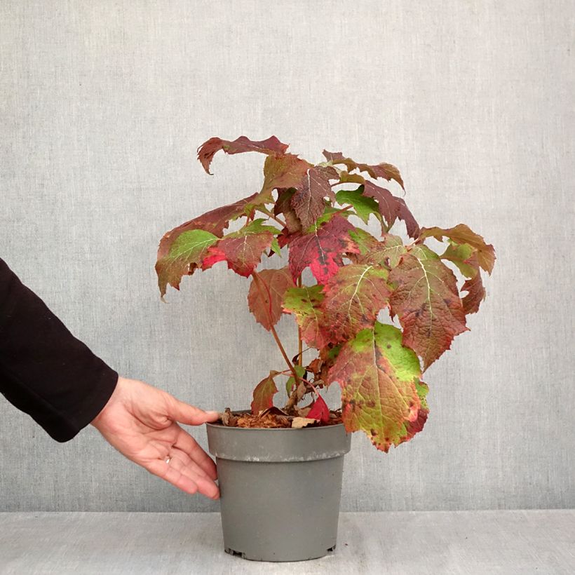Amostra de Hortênsia quercifolia Tara Vaso de 3 L/4 L tal como entregue no outono