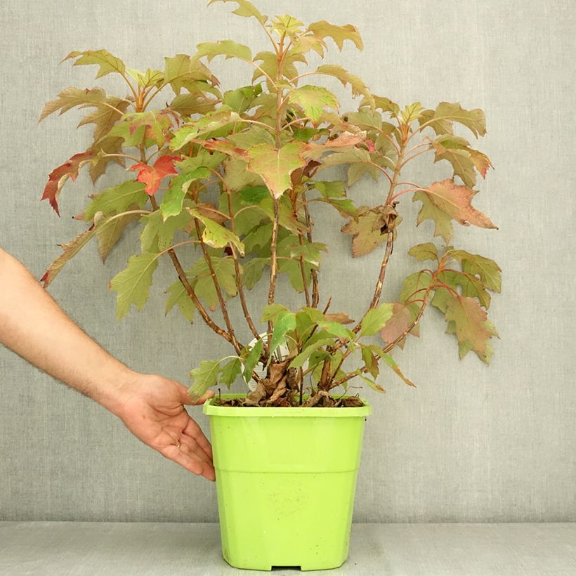 Amostra de Hortênsia quercifolia Tara Vaso de 7,5 L/10 L tal como entregue no verão