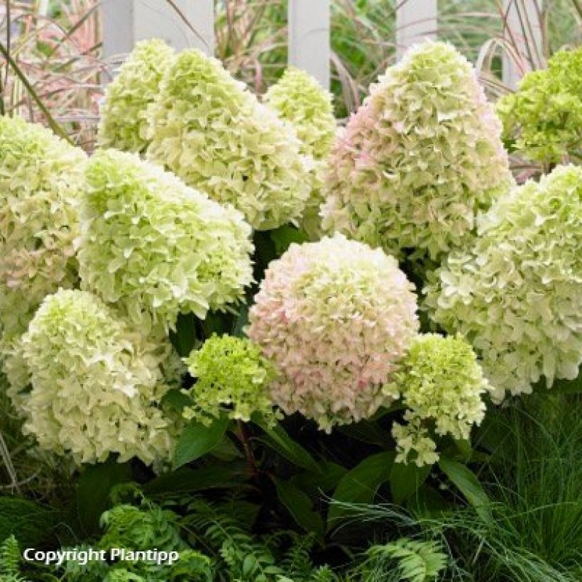 Hortênsia paniculata Anã Little Fresco (Hábito)
