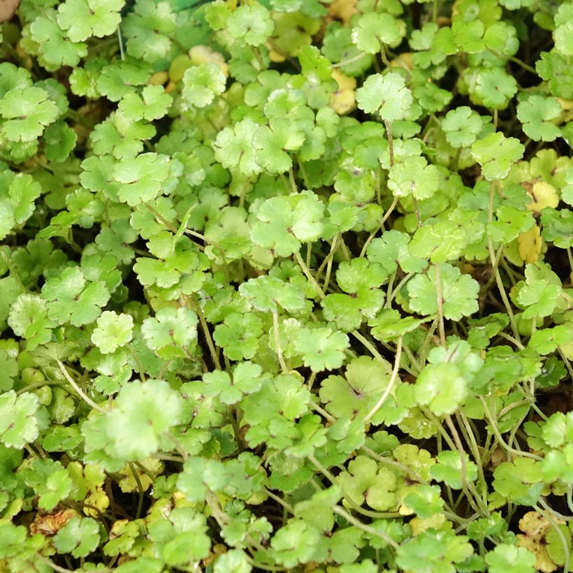 Hydrocotyle nova (Folhagem)