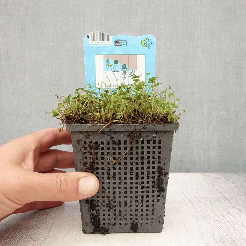 Amostra de Hydrocotyle nova Vaso de 1 L/1,5 L tal como entregue no verão