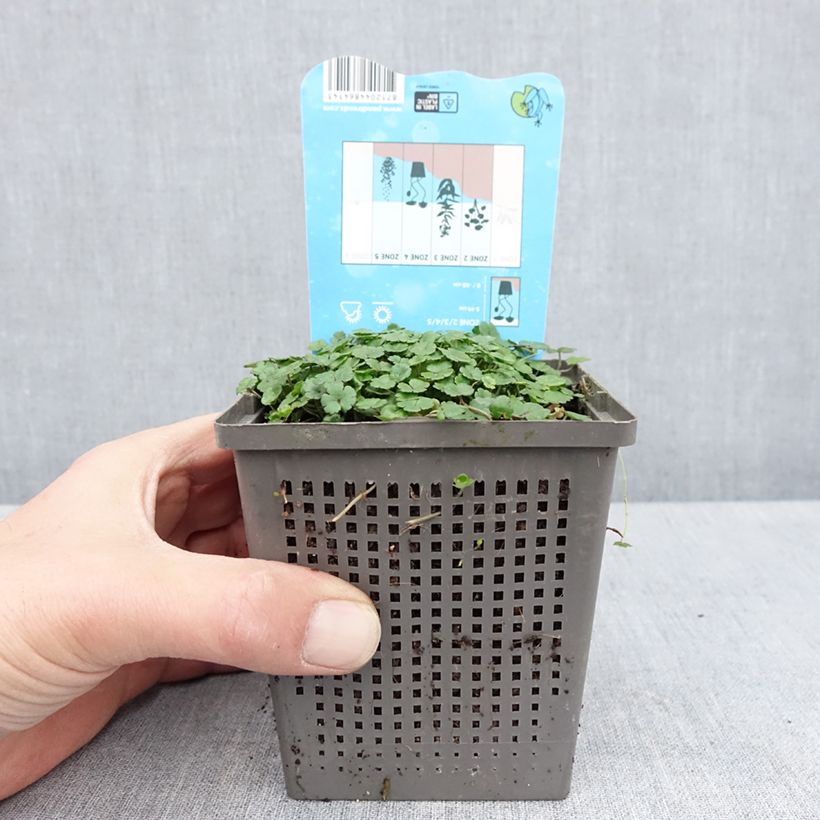 Amostra de Hydrocotyle nova-zealandiae Pot de 1L/1,5L tal como entregue na primavera