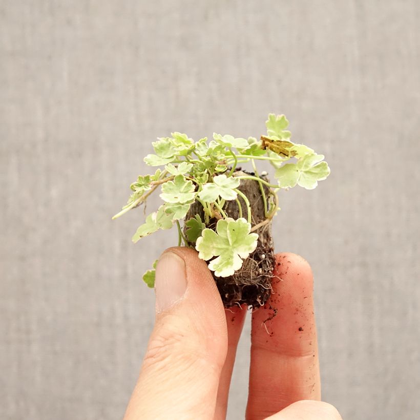 Amostra de Hydrocotyle sibthorpioides Variegata Mini-torrão Ø 3/4 cm tal como entregue na primavera