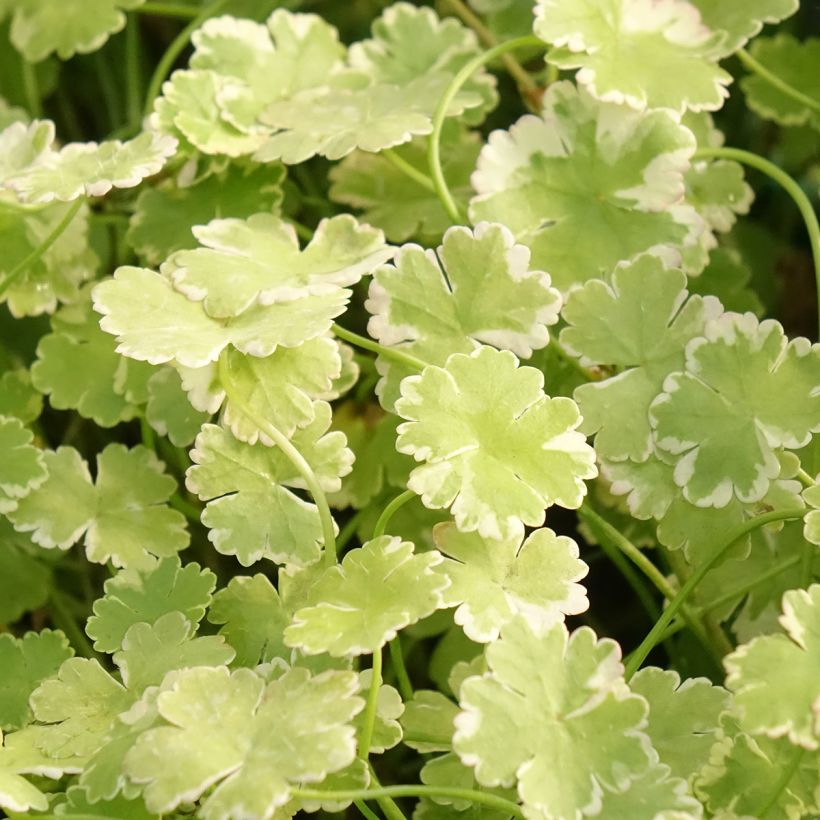 Hydrocotyle sibthorpioides Variegata (Folhagem)