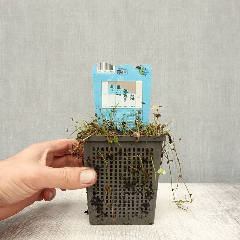 Amostra de Hydrocotyle sibthorpioides Variegata Pot de 1L/1,5L tal como entregue no outono