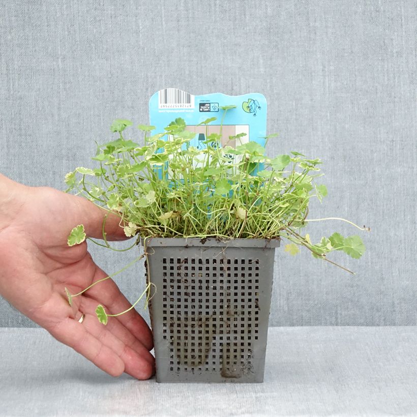 Amostra de Hydrocotyle sibthorpioides Variegata Vaso de 1 L/1,5 L tal como entregue no verão