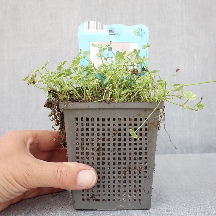 Amostra de Hydrocotyle sibthorpioides Variegata Pot de 1L/1,5L tal como entregue na primavera