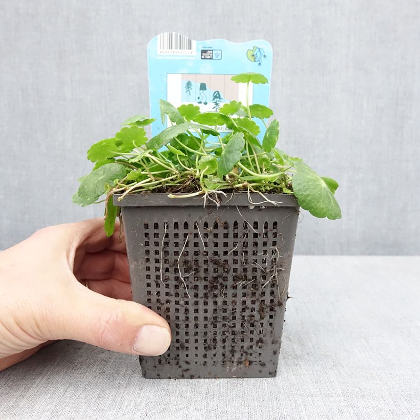 Amostra de Hydrocotyle vulgaris Pot de 1L/1,5L tal como entregue na primavera