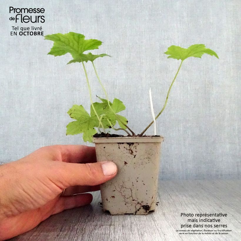 Amostra de Hydrophyllum canadense Vaso de 8/9 cm tal como entregue no outono