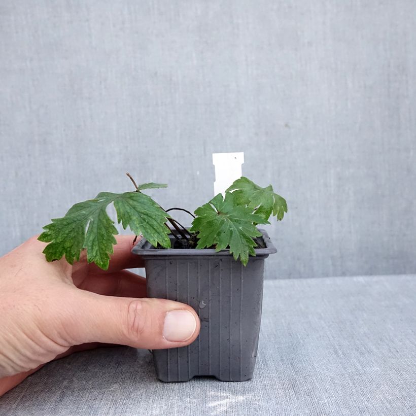 Amostra de Hydrophyllum virginianum - Hydrophylle de Virginie Godet de 8/9 cm tal como entregue no outono