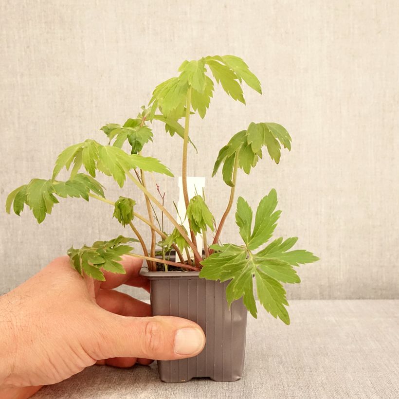Amostra de Hydrophyllum virginianum Vaso de 8/9 cm tal como entregue na primavera