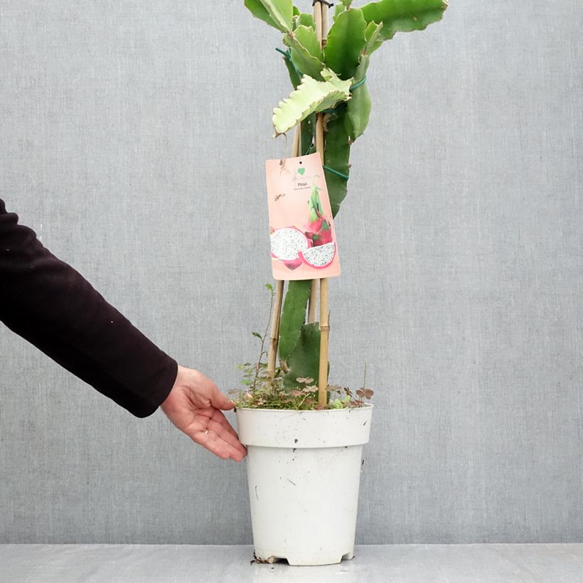 Amostra de Hylocereus undatus - Pitaya, fruto do dragão vermelho Vaso de 6 L/7 L tal como entregue no outono