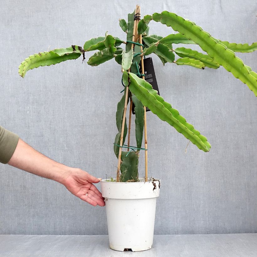 Amostra de Hylocereus undatus - Pitaya, fruto do dragão vermelho Vaso de 6 L/7 L tal como entregue no verão