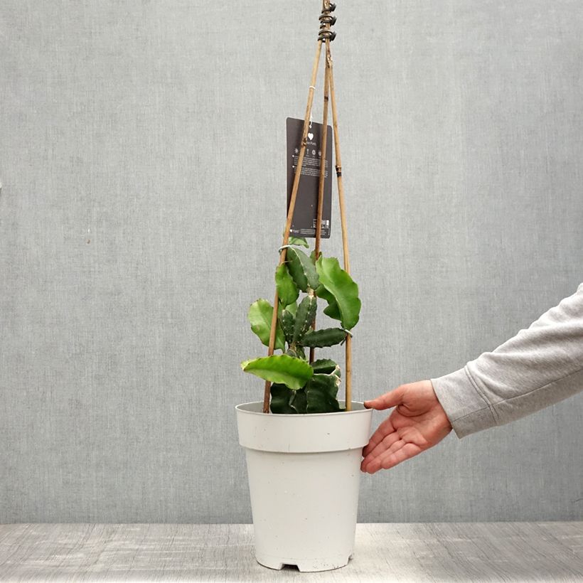 Amostra de Hylocereus undatus - Pitaya, fruto do dragão vermelho Vaso de 6 L/7 L tal como entregue na primavera