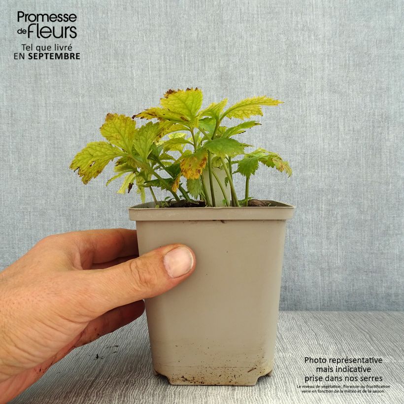 Amostra de Hylomecon japonica Vaso de 8/9 cm tal como entregue no verão