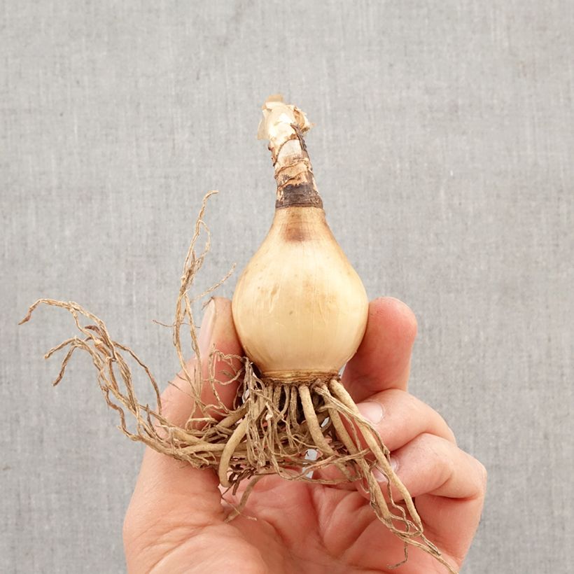 Amostra de Hymenocallis harrisiana Bulbo Calibre 14+ tal como entregue na primavera