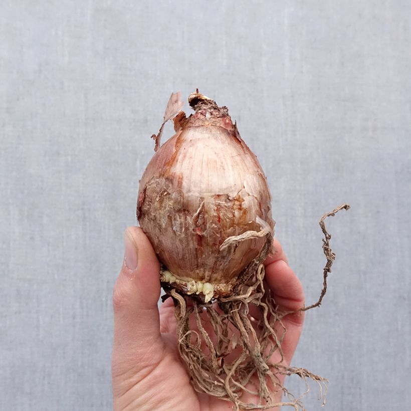 Amostra de Hymenocallis longipetala - Ismene blanche   Bulbe Kaliber/Größe 16+ tal como entregue na primavera