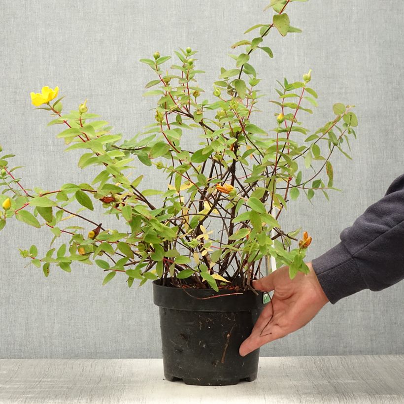 Amostra de Hypericum dummeri Peter Dummer Vaso de 3 L/4 L tal como entregue no verão