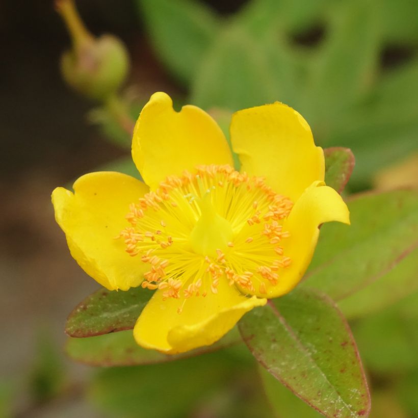 Hypericum dummeri Peter Dummer (Floração)