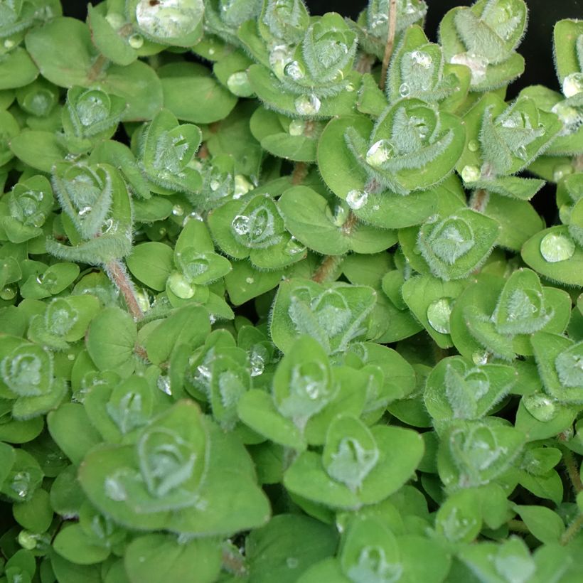 Hypericum elodes (Folhagem)