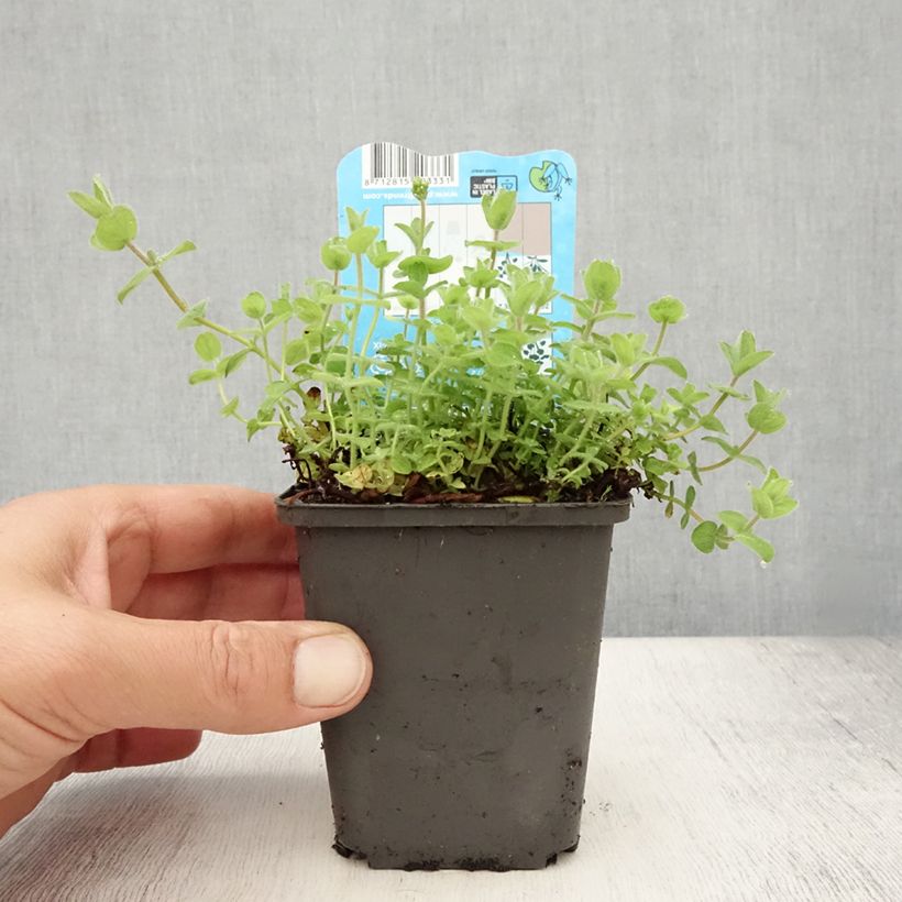 Amostra de Hypericum elodes Vaso de 8/9 cm tal como entregue no verão