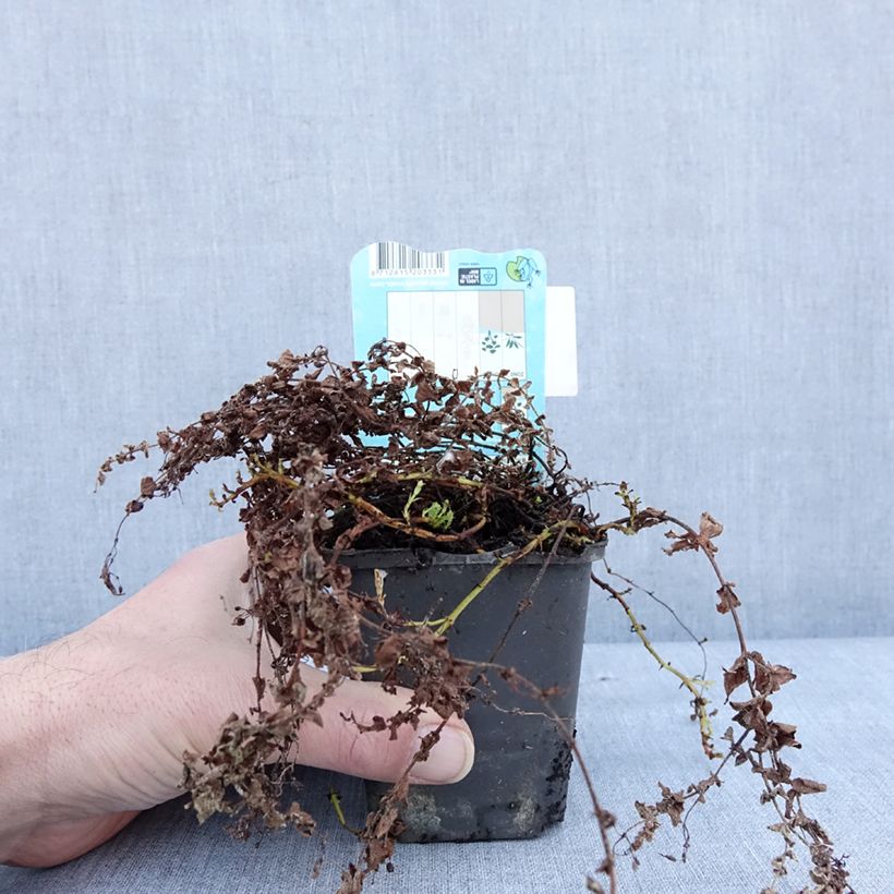 Amostra de Hypericum elodes - Millepertuis des marais Godet de 8/9 cm tal como entregue no inverno