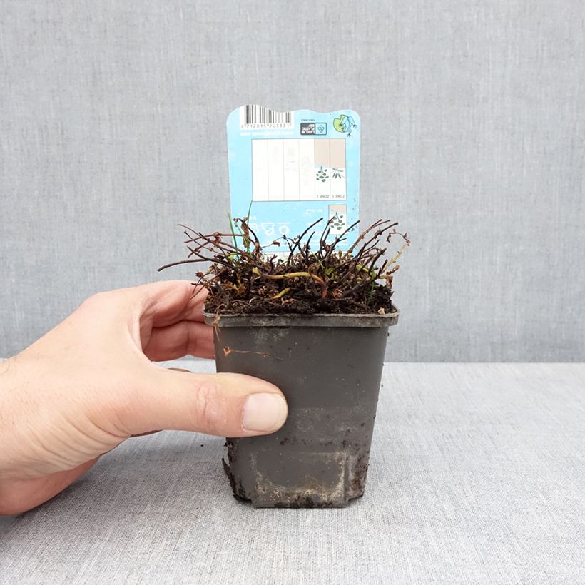 Amostra de Hypericum elodes Vaso de 8/9 cm tal como entregue na primavera