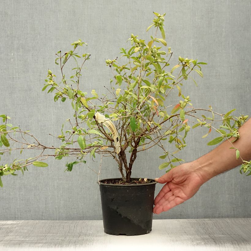 Amostra de Hypericum frondosum Sunburst Vaso de 3 L/4 L tal como entregue no verão