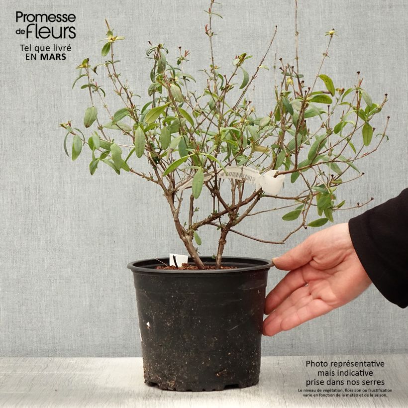 Amostra de Hypericum frondosum Sunburst - Millepertuis Vaso de 3 L/4 L tal como entregue na primavera