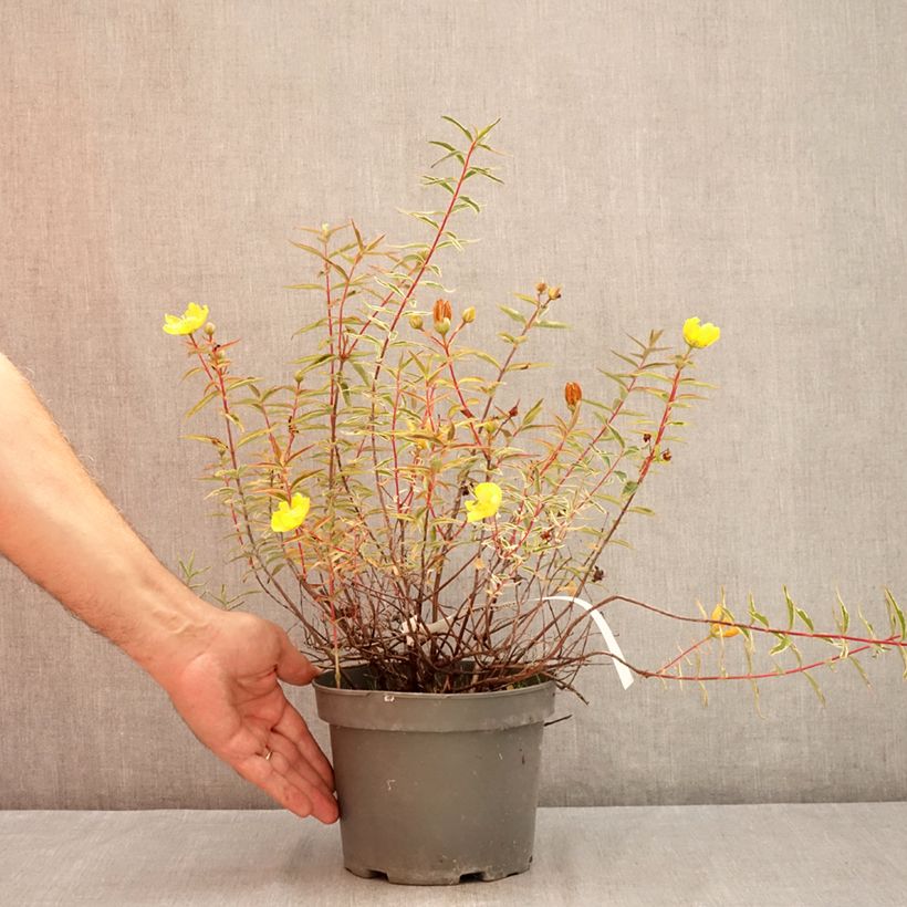 Amostra de Hypericum Hidcote Limelight Vaso de 3 L/4 L tal como entregue no verão