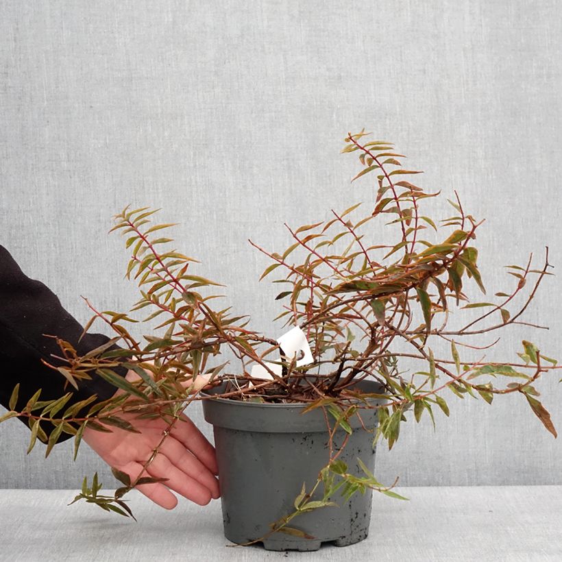 Amostra de Hypericum Hidcote Limelight - Millepertuis panaché Vaso de 3 L/4 L tal como entregue no inverno