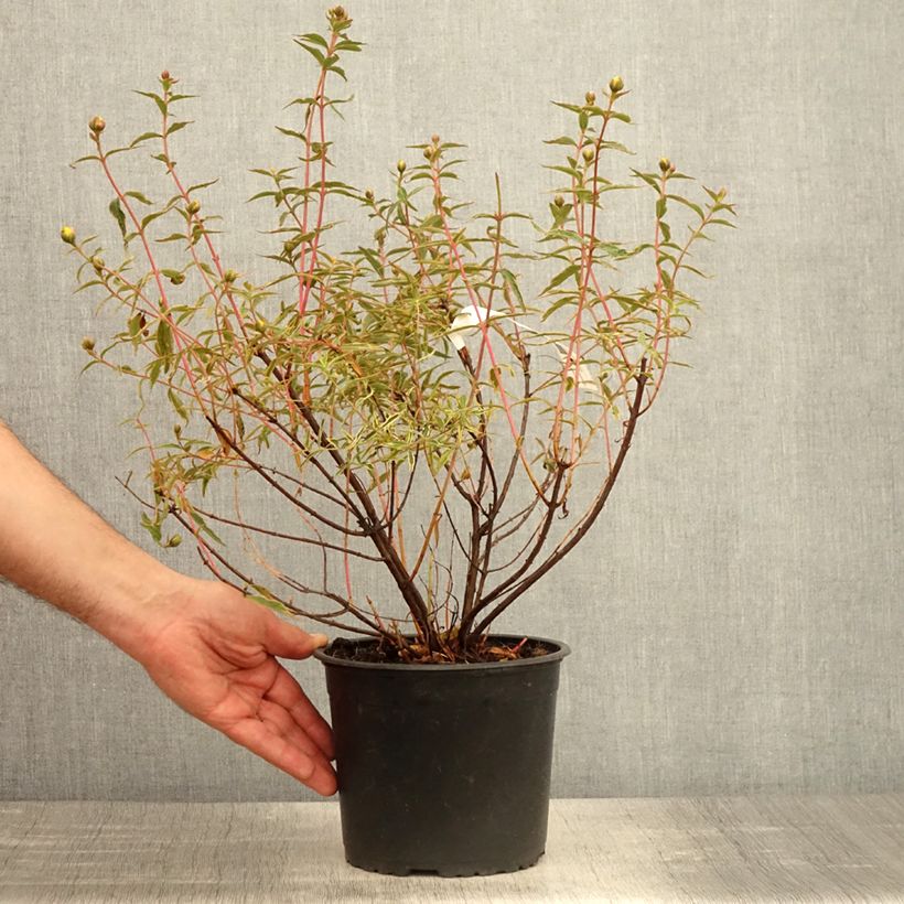 Amostra de Hypericum Hidcote Limelight Vaso de 3 L/4 L tal como entregue na primavera