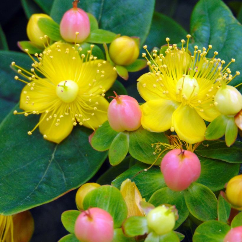 Hypericum inodorum Magical Beauty (Floração)