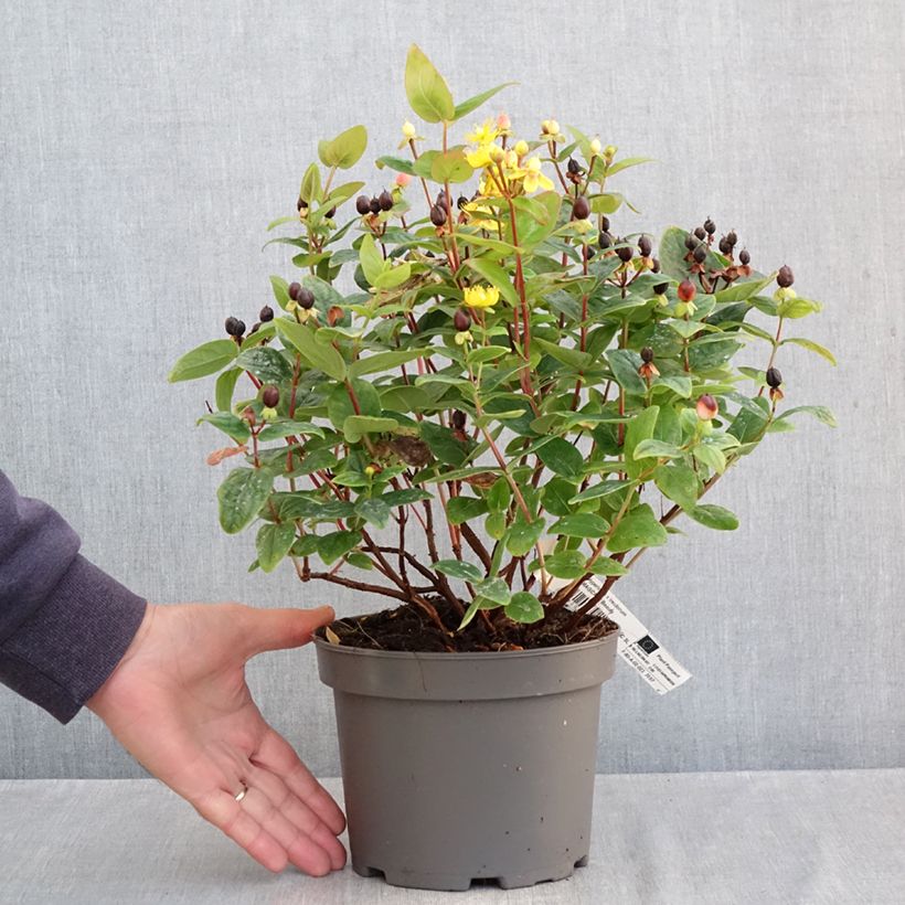 Amostra de Hypericum inodorum Magical Beauty Vaso de 3 L/4 L tal como entregue no outono
