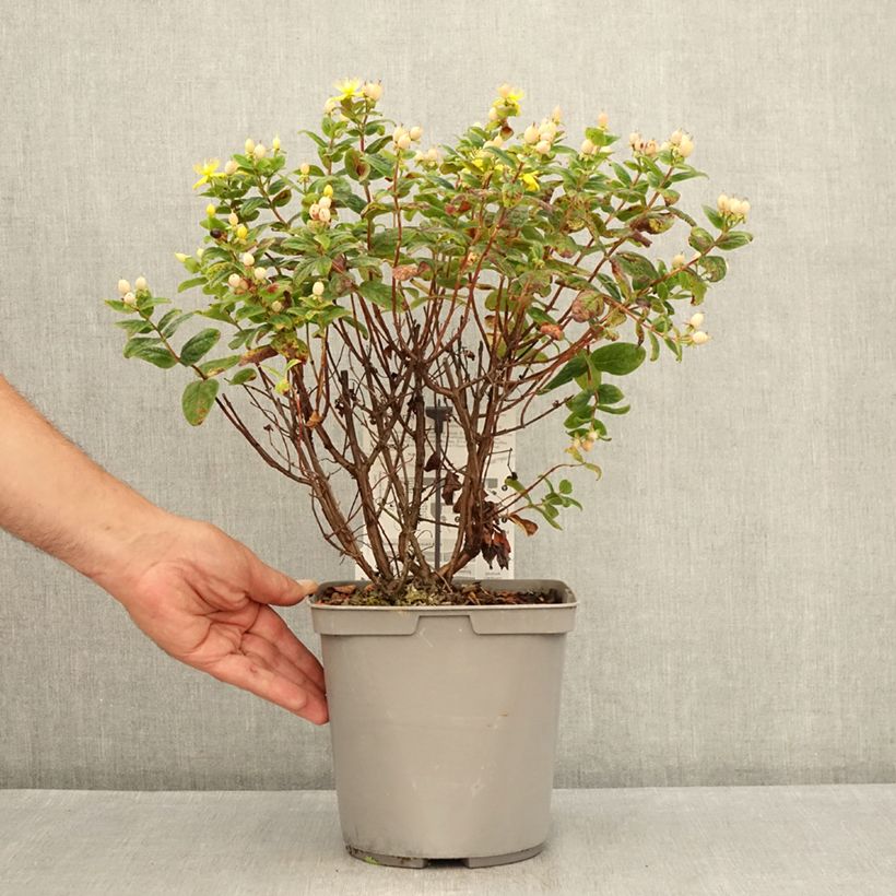 Amostra de Hypericum inodorum Magical Beauty Vaso de 3 L/4 L tal como entregue no verão