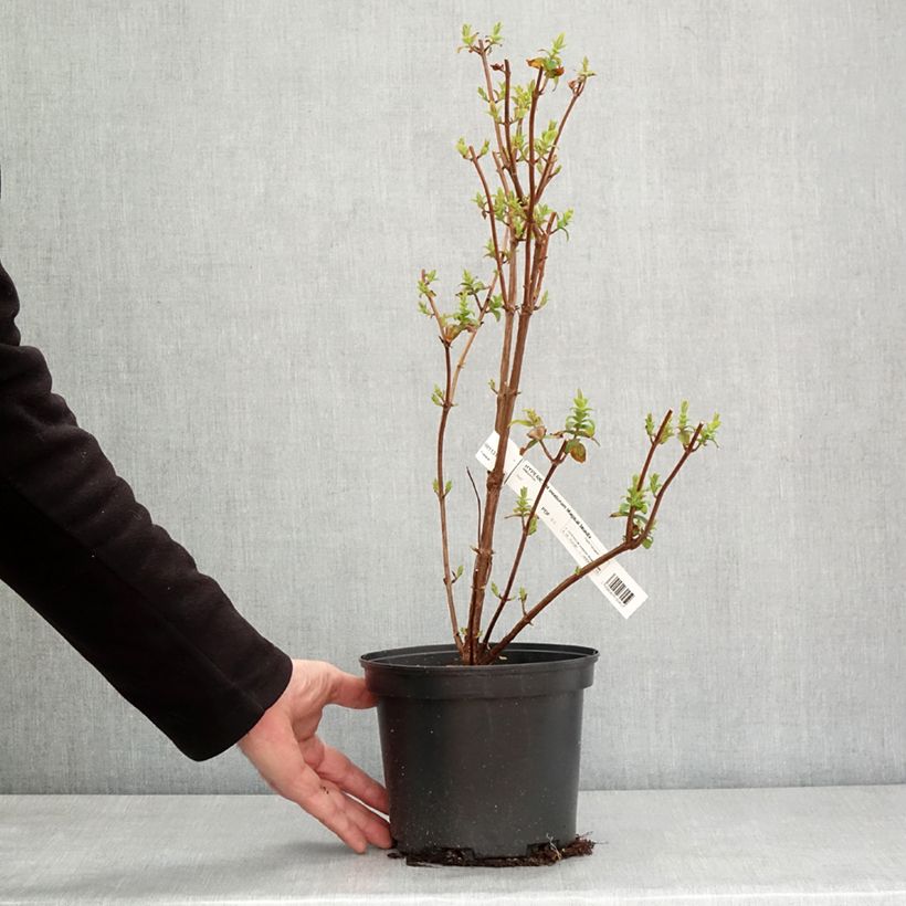 Amostra de Hypericum inodorum Magical Beauty Vaso de 3 L/4 L tal como entregue no inverno