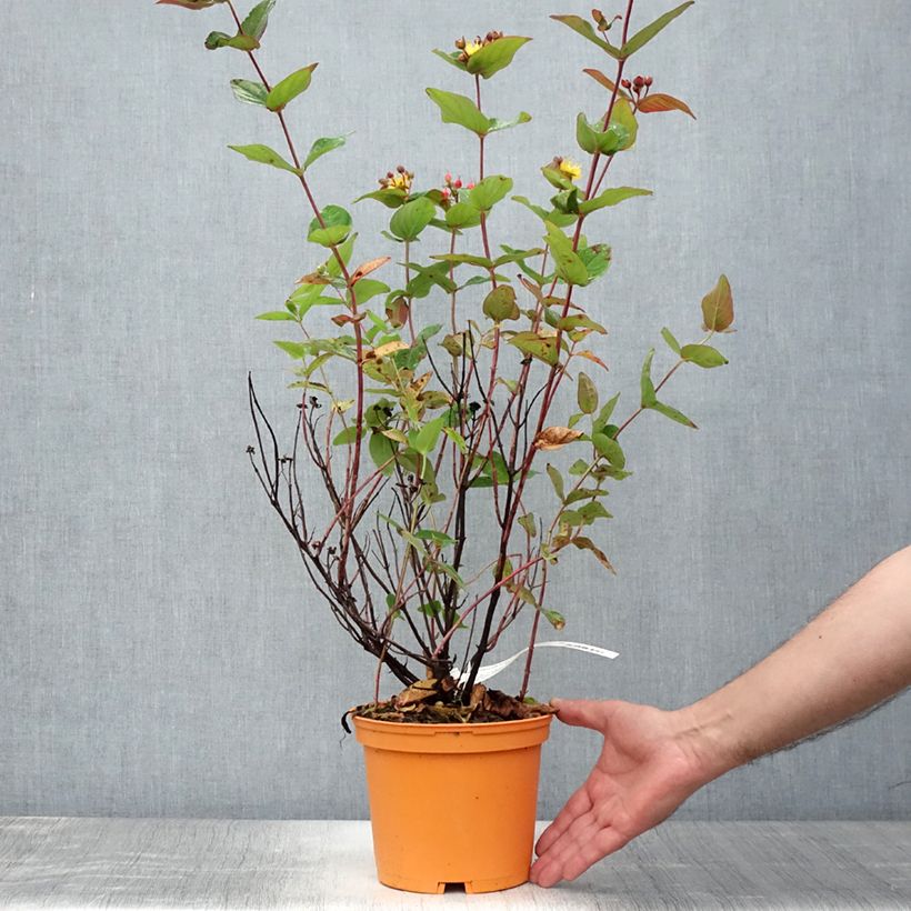 Amostra de Hypericum inodorum Magical Red Flame Vaso de 2 L/3 L tal como entregue no verão
