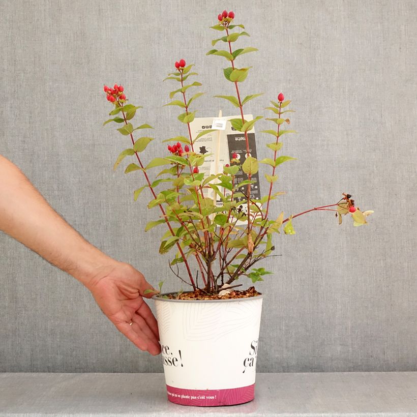 Amostra de Hypericum inodorum Magical Universe Vaso de 4 L/5 L tal como entregue no verão