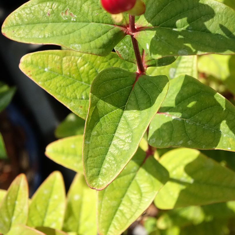 Hypericum inodorum Magical Universe (Folhagem)