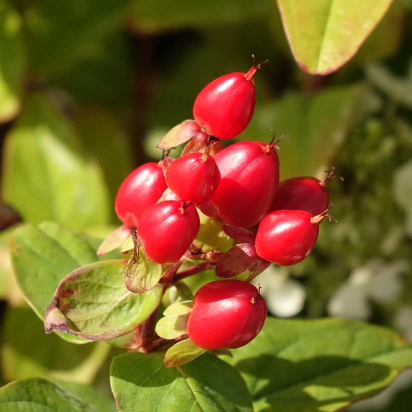 Hypericum inodorum Magical Universe (Colheita)
