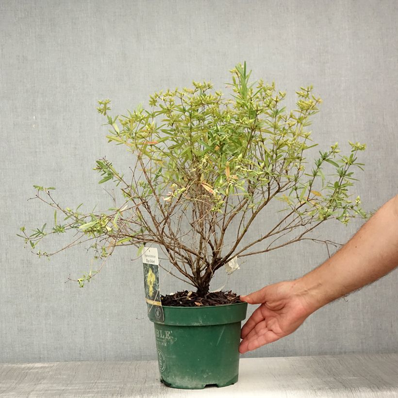 Amostra de Hypericum kalmianum Blue Velvet Vaso de 2 L/3 L tal como entregue no verão