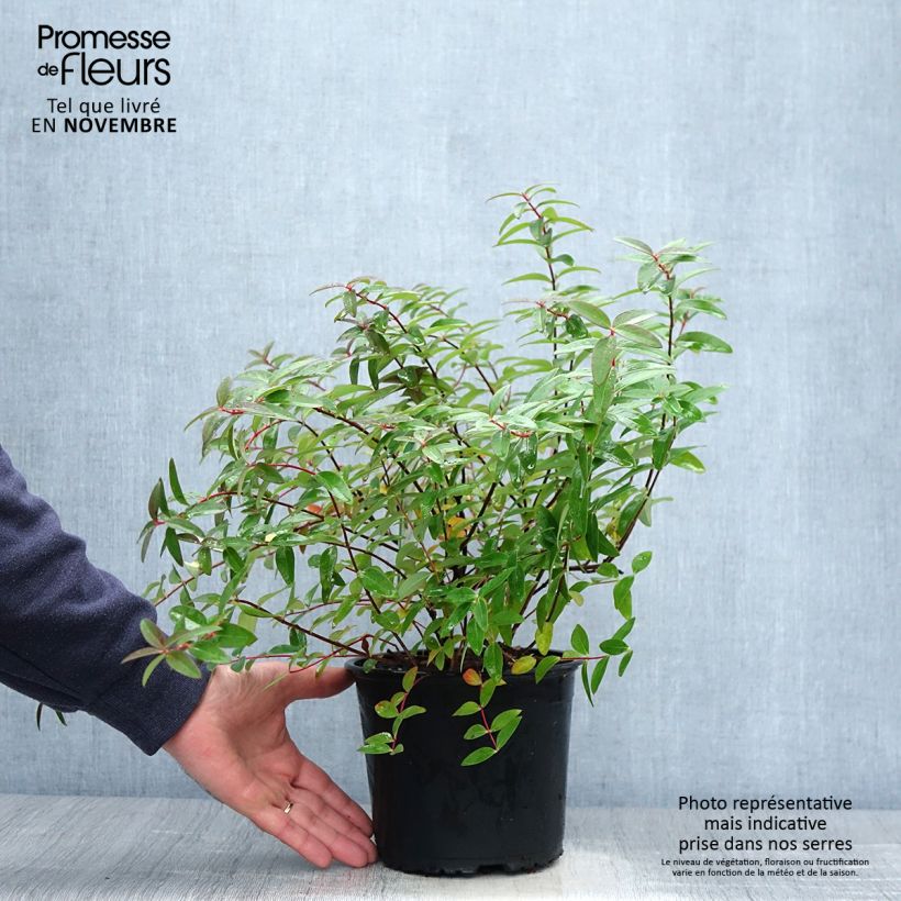 Amostra de Hypericum Hidcote Vaso de 2 L/3 L tal como entregue no outono