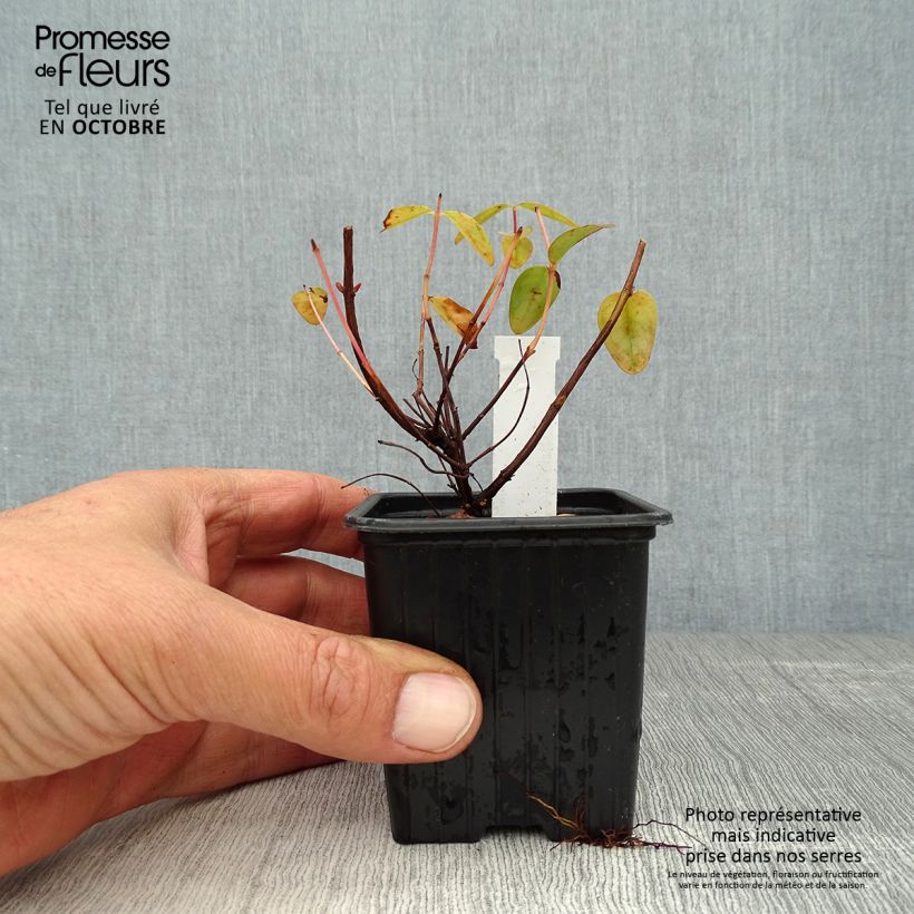 Amostra de Hypericum Hidcote Vaso de 8/9 cm tal como entregue no outono