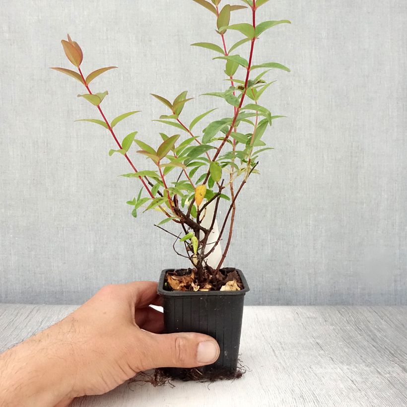 Amostra de Hypericum Hidcote Vaso de 8/9 cm tal como entregue no verão