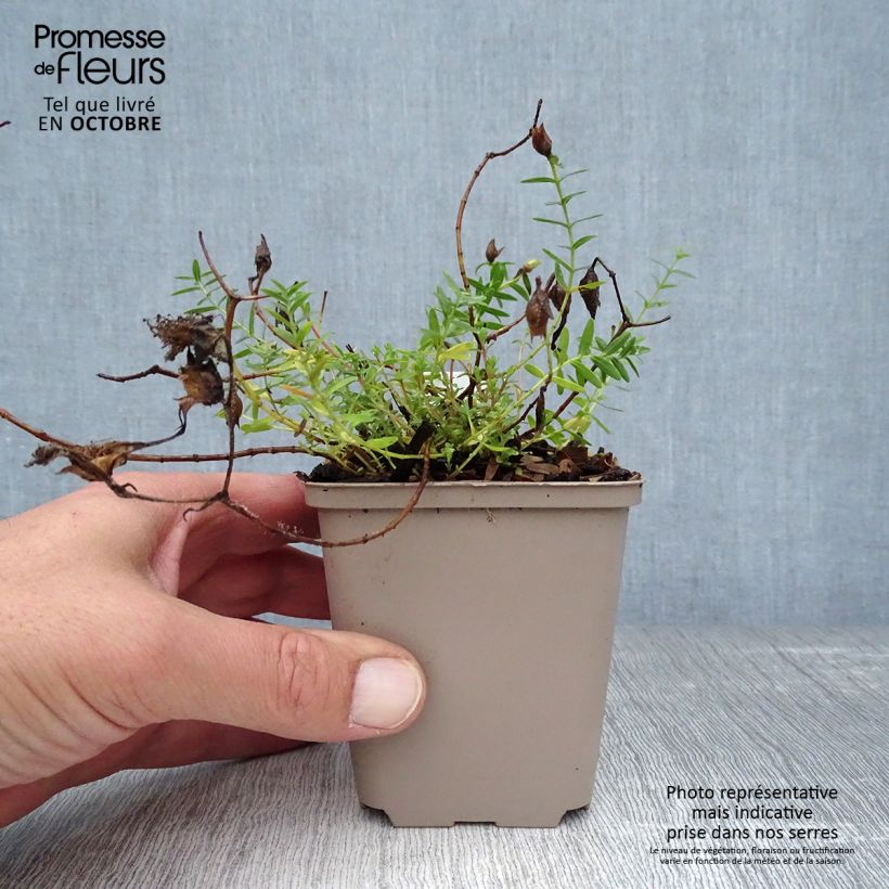 Amostra de Hypericum olympicum Citrinum Vaso de 8/9 cm tal como entregue no outono