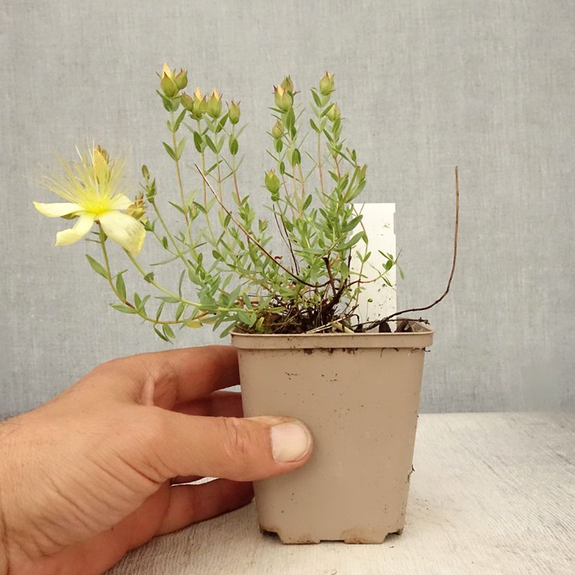 Amostra de Hypericum olympicum Citrinum Vaso de 8/9 cm tal como entregue no verão