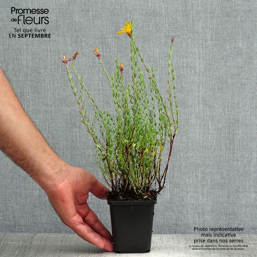 Amostra de Hypericum olympicum Vaso de 8/9 cm tal como entregue no verão