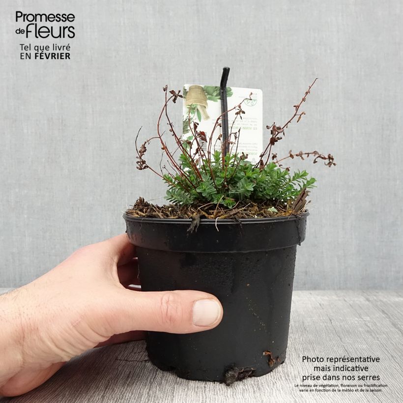 Amostra de Hypericum perforatum - Millepertuis officinal, perforé Pot de 1,5L/2L tal como entregue no inverno