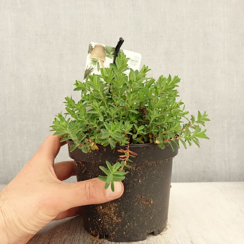 Amostra de Hypericum perforatum Vaso de 1,5 L/2 L tal como entregue na primavera