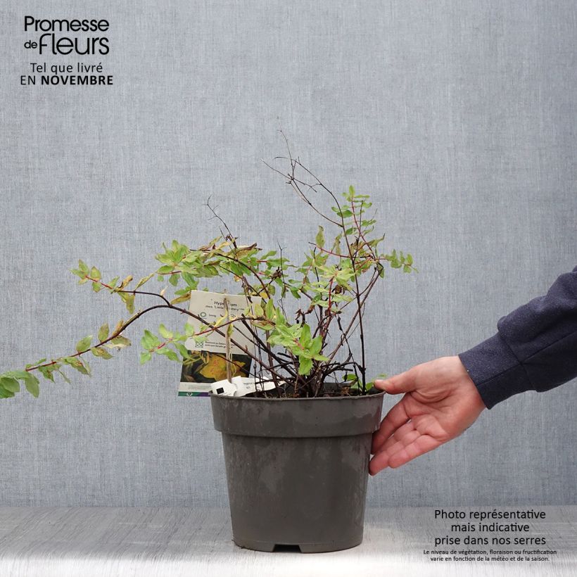 Amostra de Hypericum moserianum Little Misstery Vaso de 4 L/5 L tal como entregue no outono